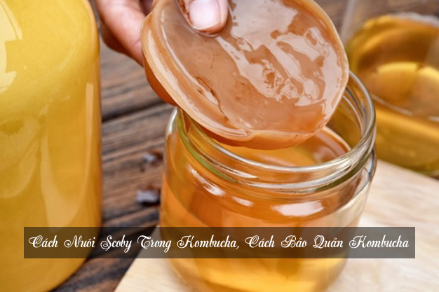 cach-nuoi-scoby-trong-kombucha-cach-bao-quan-kombucha-1