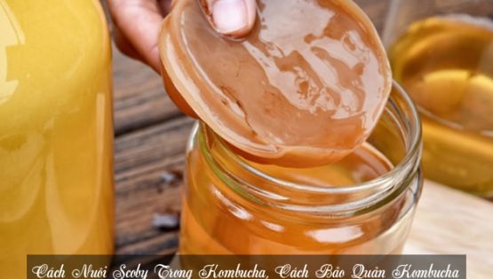 Cách Nuôi Scoby Trong Kombucha, Cách Bảo Quản Kombucha