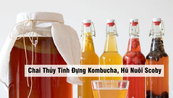 Chai Thủy Tinh Đựng Kombucha, Hũ Nuôi Scoby Cao Cấp Tại Sapa Kitchen